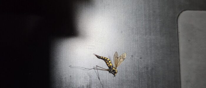 20251023_014046.mosquito